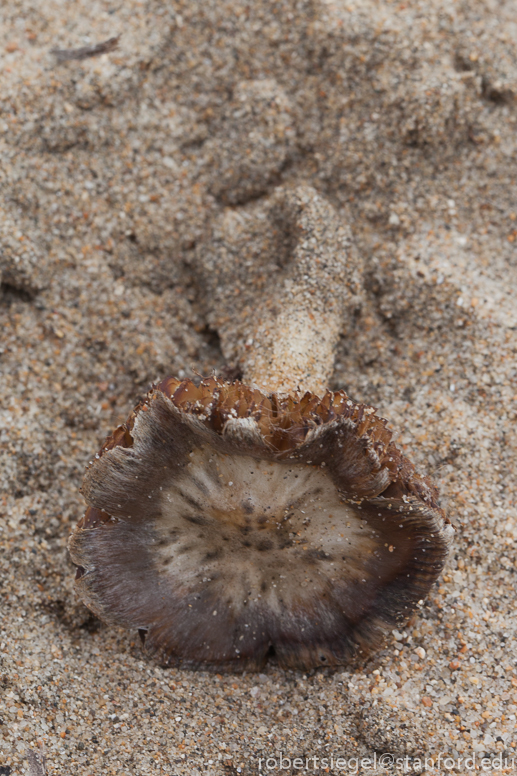 mushroom in sand